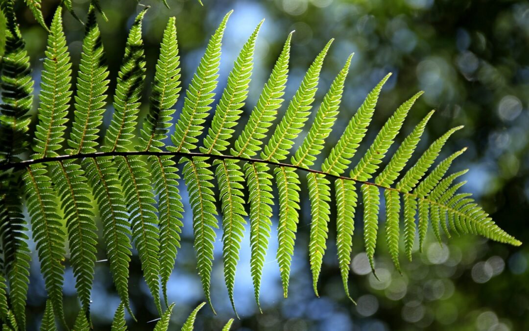 Fern Leaf in Nature Fresh Green Growth
