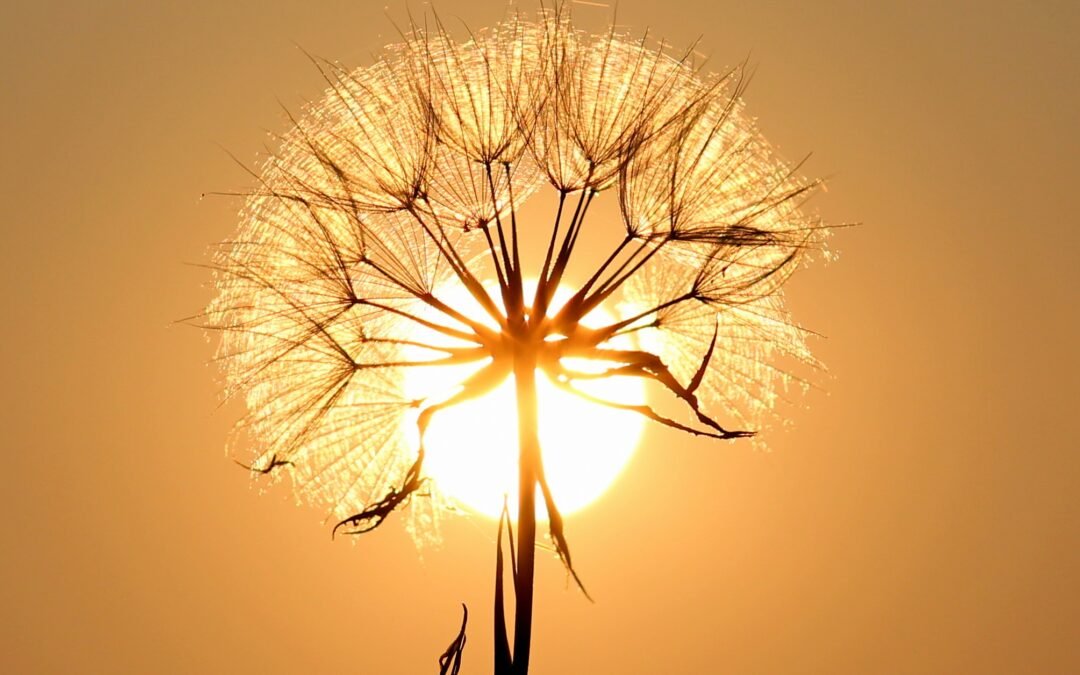 Golden Dandelion in Sunset Light